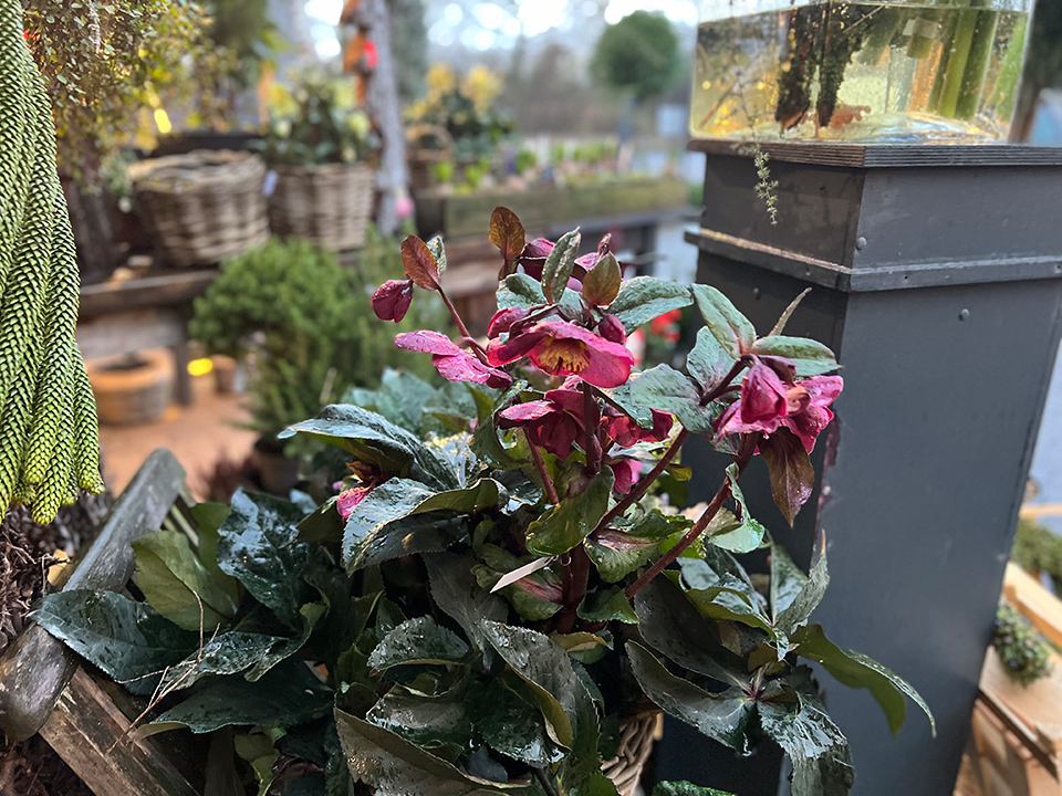 Advent Zuhause blumenhofkehr.de